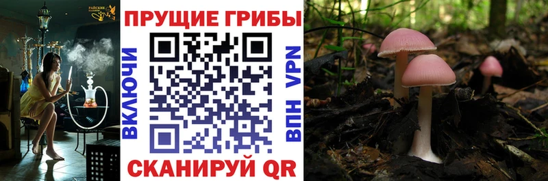 Псилоцибиновые грибы Psilocybe  цена   Биробиджан 